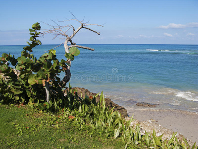 加勒比海海滩景观