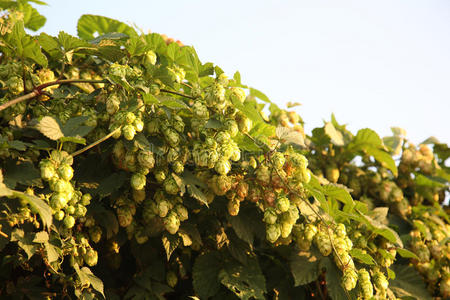 野生啤酒花灌木