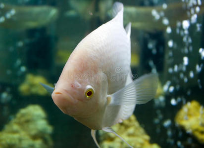 水族馆鱼类