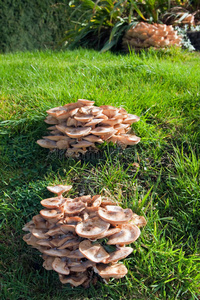 草丛中生长的野生蘑菇