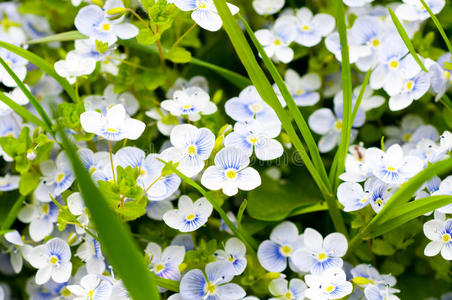 开花苹果树