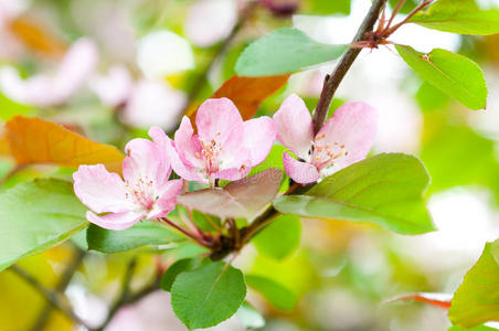 开花苹果树