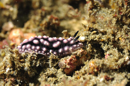菲律宾吕宋岛,阿尼洛豹蛞蝓大利马克斯,在白色前面蛞蝓 土地蛞蝓 孤立