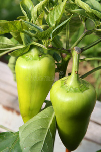 辣椒在植物上成熟
