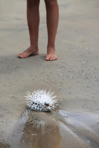 海刺猬