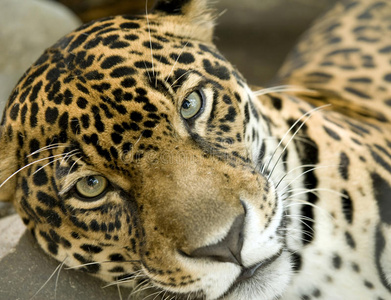 美洲虎大猫panthera onca，哥斯达黎加