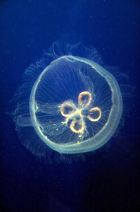 常见的水母蓝月亮水母特写照片