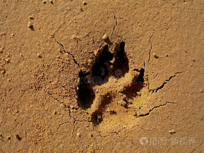 沙滩上的狗脚印