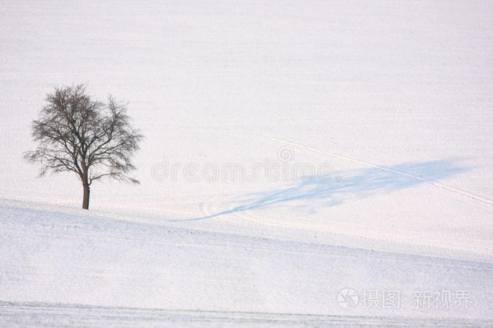 孤独的冬树