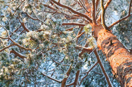 雪云杉