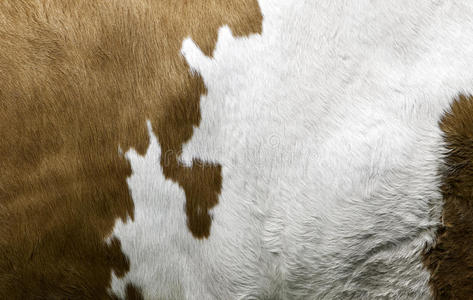 牛毛的质地照片