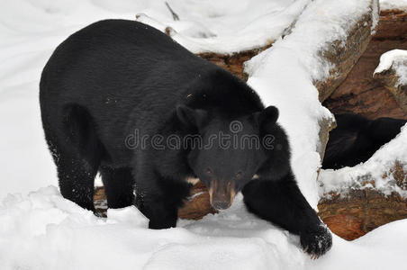 巢穴前的亚洲黑熊图片