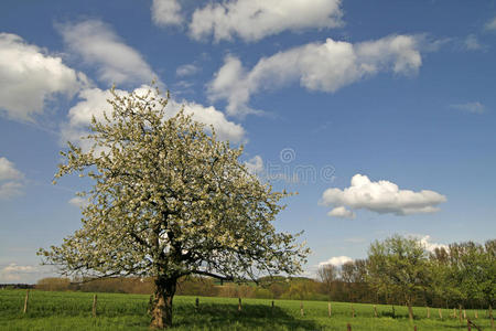 德国下萨克森州春天的苹果树