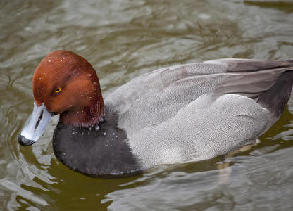 青头潜鸭红头鸭蓝嘴棕头照片