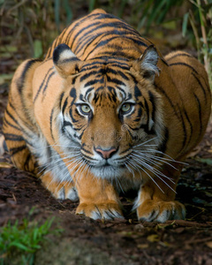 猫狮子老虎熊狗牛猪象马等.