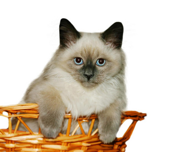 黑小猫黑耳朵小猫照片