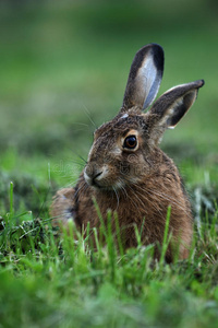 坐着的棕色野兔的肖像欧洲麻风