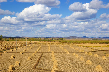 田野景观