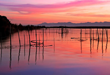 夕阳红