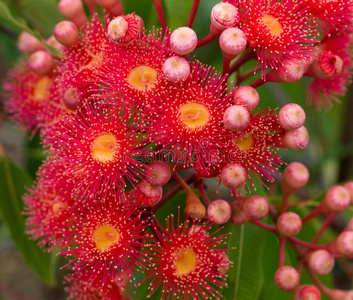 口香糖 雄蕊 夏天 灌木 特写镜头 种类 植物区系 植物