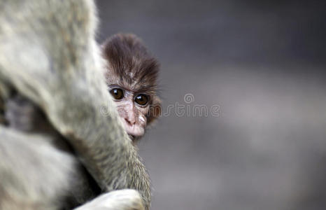 泰国猴子
