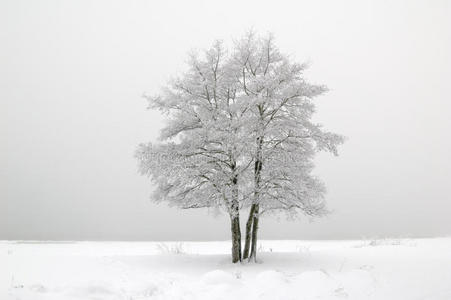 树上覆盖着白霜图片