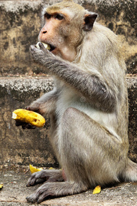 香蕉猴