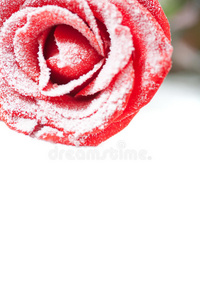 白霜冻红玫瑰