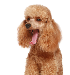 贵宾犬幼犬图片