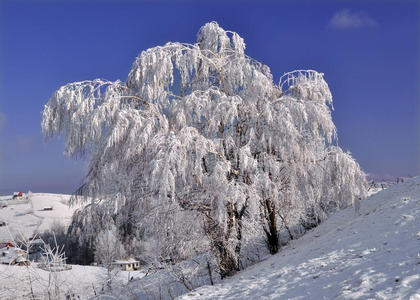 冬景中的冻树图片