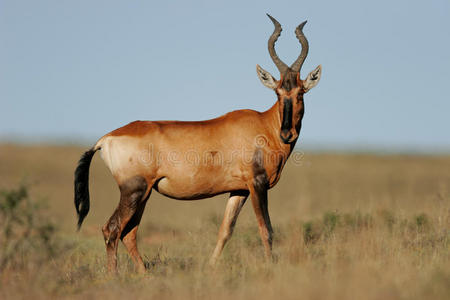 南非红羚羊