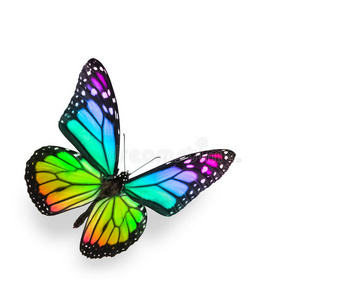 白色隔离的彩虹蝴蝶