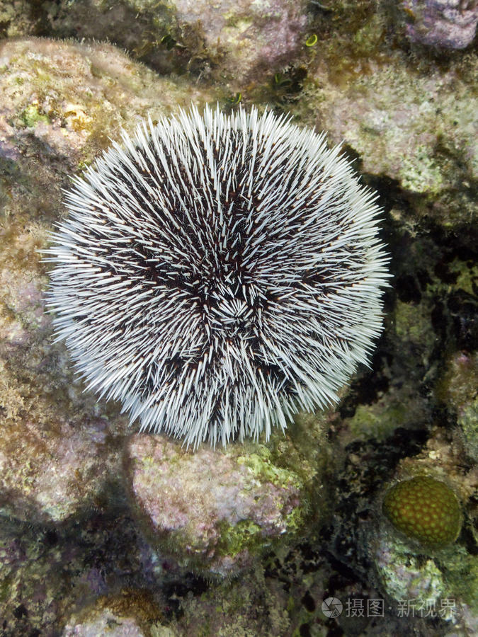 下载小样发票合同问题/举报拼凑的鱼黄鳝礁咸水河豚海胆孔雀石斑鱼