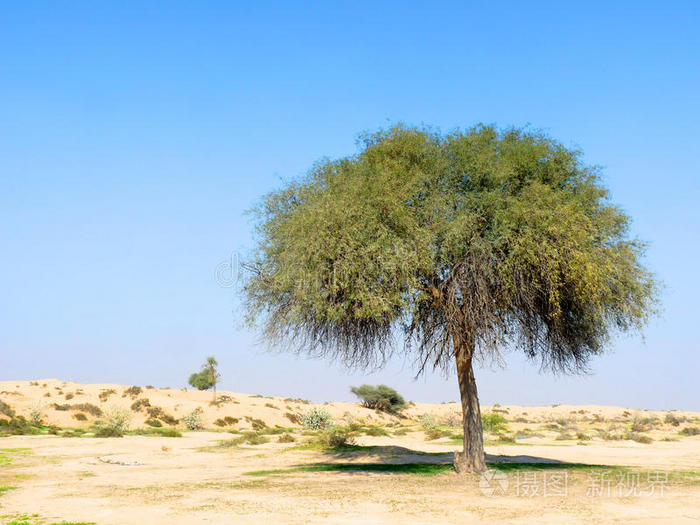 沙漠中的一棵绿树
