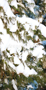 雪地里的毛树枝