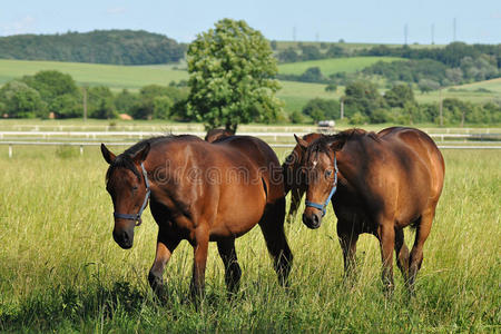 两匹马在草地上