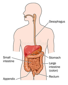 胃肠道和肝脏