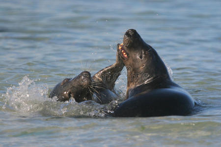 打海豹突击队图片
