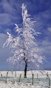 冬景中的冻树图片