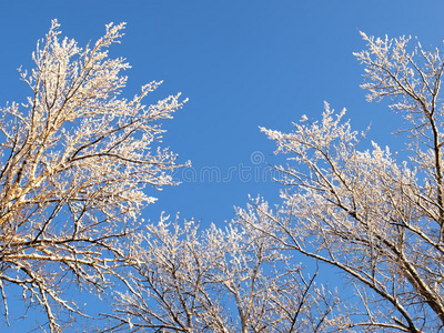 雪地里的树枝