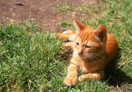 躺在草地上的小姜猫