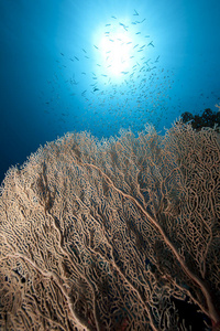 海员海洋和鱼类