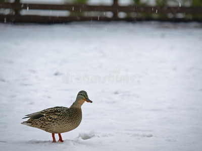 雪地野鸭