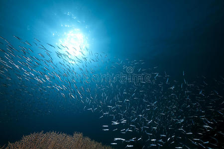 鱼海洋和珊瑚
