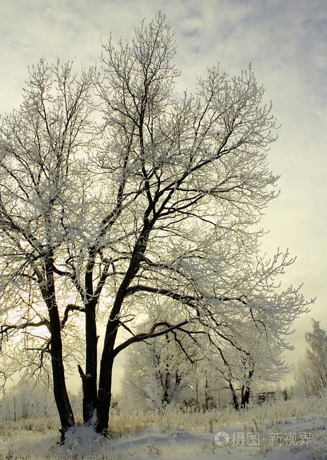冬天结了霜的树照片-正版商用图片0j2pcy-摄图新视界