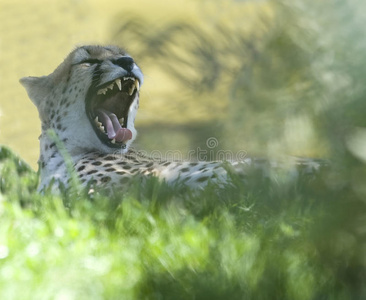 非洲猎豹打哈欠露出锋利的牙齿