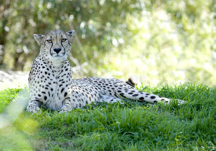 非洲猎豹成年雌成荫大猫