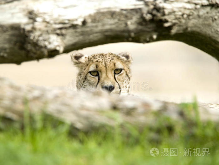 非洲猎豹成年雄性树后大猫