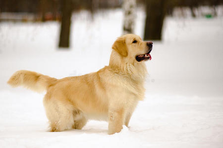 站在雪地上的金毛猎犬。