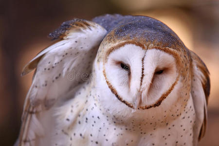 猫头鹰的羽毛图片